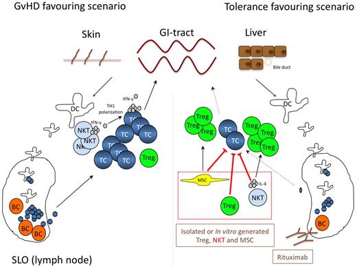 Figure 3. Cellular therapies including MSC, Treg, NKT-, and B cell targeting. The left panel highlights the central role of various cell types including B and NKT cells for effector T-cell activation during GVHD. In this GVHD favoring scenario NKT-cell–derived IFN-γ and B cells function as T-cell activators, while Treg expansion is suppressed. The right panel depicts potential strategies how this processes can be manipulated to favor a more tolerogenic environment. Adoptive transfer of in vitro generated or donor-derived Treg, MSC or NKT cells either directly inhibits effector T-cell activation and expansion, or indirectly tips the balance toward a tolerogenic milieu by inducing Treg expansion. Moreover, cellular compartments known to be involved in the activation of alloreactive T cells, such as B cells can be depleted by monoclonal antibodies directly targeting B cells (ie rituximab). Therapeutic strategies currently in clincial testing are shown in brown, preclinical concepts in red. MSC indicates mesenchymal stem cell; Treg, regulatory T-cell; NKT, natural killer T-cell; BC, B cell; DC, dendritic cell; TC, T-cell; and SLO, secondary lymphoid organ.