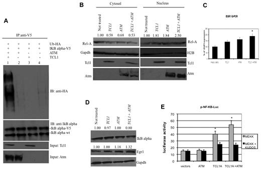 Figure 2. Expression of Tcl1 and Atm activates the NF-κB pathway. (A) HEK293 cells were transfected with indicated plasmids. Forty-eight hours later, cells were treated with MG132, 10μM for 3 hours, and then lysates immunoprecipitated with anti-V5. The precipitates were analyzed by Western blot with anti-HA or anti-IκBα. Input: lysate expression of Tcl1 and Atm. (B) HEK293 cells were mock-transfected or transfected with TCL1 and ATM plasmids separately or together (4 μg each plasmid). Forty-eight hours later, cells were treated with hydroxyurea for 3 hours, fractionated into cytosolic and nuclear fractions, and analyzed by Western blot with the indicated antibodies. (C) mRNA levels of EGR1 were measured by quantitative RT-PCR. HEK293 cells were mock-transfected or transfected with TCL1 and ATM plasmids, separately or together for 48 hours, and then treated with hydroxyurea, 50mM for 3 hours). Fold changes of EGR1 were calculated using the 2−ΔCt method. GAPDH mRNA levels were used as an internal normalization control. Samples transfected with TCL1 and ATM have been normalized to mock-transfected sample. (D) HEK293 cells were transfected with TCL1 and ATM (4 μg for each plasmid), treated with hydroxyurea for 3 hours and with MG132, 10μM 6 hours, and protein lysates run on gel. (E) Tcl1 activates NF-κB–dependent transcription synergistically with Atm. HEK-293 cells were cotransfected with 50 ng of pNF-κB-Luc reporter and 50 ng of pRL-TK Renilla reporter constructs. In addition, 0.75 μg of CMV5-empty vector, 0.75 μg of pcDNA 3.1 empty vector, 0.75 μg of CMV5-TCL1 WT, and 0.75 μg of pcDNA 3.1 empty vector constructs were used; 5 ng of pFC-MEKK was added where indicated. Cells were treated with 10μM Kudos for 5 hours, where indicated. Data are representative of 3 independent experiments. (C,E) Data are mean ± SEM of 3 independent experiments, and each is measured in triplicate. *P < .05.