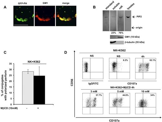 Figure 1. PIP2 colocalizes with membrane raft microdomains, the integrity of which is required for lytic granule exocytosis. (A) Primary cultured NK cells were infected with recombinant lentiviruses encoding GFP-PH fusion protein. Live cells were stained with Alexa Fluor 594–conjugated CTxB. GFP-PH and GM1 distribution was analyzed by confocal microscopy (left and middle panels), the colocalization of fluorescence signals is represented in right panel. Representative image from 3 independent experiments is shown. Bar represents 5 μm. (B) Total phospholipids were extracted from whole lysate or from raft and soluble fractions from primary cultured NK cells. Phosphoinositides were resolved by TLC, followed by immunoblotting with anti-PIP2 mAb (top panels). The spot corresponding to PIP2 in raft and soluble fractions was quantified by densitometric analysis; the numbers indicate the percentage of PIP2 distribution between raft and soluble fraction assuming the sum of PIP2 present in both compartments as 100%. One representative experiment of 3 performed is shown. GM1 and β-tubulin immunoblots of the same experiment are shown (bottom panels). (C) Primary cultured NK cells were left untreated or pretreated with MβCD and allowed to interact with a K562-sensitive target. Cell conjugates were fixed, stained with anti-perforin mAb, and analyzed by fluorescence microscopy. The percentage of NK/target cell conjugates containing polarized granules was calculated on randomly acquired fields of 3 independent experiments (means ± SD, n = 100 conjugates). The difference between the treated and untreated group was not significant. (D) Primary cultured NK cells were left untreated or pretreated with the indicated doses of MβCD and allowed to interact with K562 target cells (E:T ratio, 2:1). After 4 hours of stimulation, cells were stained with PE-conjugated anti-CD56 and the percentage of CD107a+ cells was evaluated by cytofluorimetric analysis. Dot-plot analysis of gated CD56+ cells is shown. One representative experiment of 3 performed is shown.