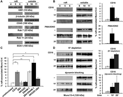 Figure 2. Munc13-4 is transiently recruited in membrane rafts after NK-cell activation. Primary NK cells were fractionated by sucrose gradient centrifugation. An equal amount of proteins recovered from the raft and detergent-soluble fractions were analyzed by Western blot. Unstimulated samples (−) were treated as described in “Methods.” (A) The purity control of the raft and soluble fractions was performed by immunoblotting as indicated. One representative experiment is shown. (B) Cells were stimulated with anti-CD16 mAb or treated with PMA/ionomycin for the indicated times. Immunoblot analysis of raft and soluble fractions was performed. The percentage of raft-associated Munc13-4 was obtained by densitometric analysis evaluating the ratio of raft-associated Munc13-4 with respect to the total amount of Munc13-4 extrapolated by the sum of Munc13-4 levels in the single fractions normalized for the loaded volume (means ± SD, n = 3). (C) Cells were stimulated for 10 minutes with the indicated mAbs. The percentage of raft-associated Munc13-4 was evaluated as in panel B (means ± SD, n = 5). Differences between unstimulated and CD16-, DNAM-1-, 2B4/DNAM-1-, and 2B4/NKG2D-stimulated cells were significant (*P < .05; **P < .01). (D) In the same experiment described in panel B, cells were subjected to hypotonic shock for K+ depletion or treated with Dynasore and CD16 stimulation was performed as above. One representative experiment of 3 performed is shown. The percentage of raft-associated Munc13-4 was evaluated as above (means ± SD, n = 3).