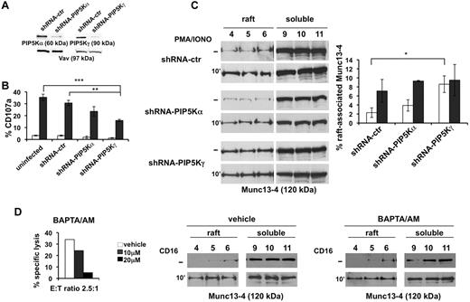 Figure 3. PIP5Kγ controls Munc13-4 membrane raft compartmentalization. (A) YTS cells were infected with lentiviruses encoding shRNA sequences targeting PIP5Kβ (shRNA-ctr), PIP5Kα (shRNA-PIP5Kα), or PIP5Kγ (shRNA-PIP5Kγ). Total cell lysates of infected populations were analyzed by immunoblotting with the indicated Abs. The same membrane was reprobed with anti-Vav mAb as loading control. (B) Uninfected, shRNA-ctr, shRNA-PIP5Kα–infected, and shRNA-PIP5Kγ–infected cells were tested in a degranulation assay. After 4 hours of PMA/ionomycin treatment (gray column), the percentage of CD107a+ cells was evaluated by cytofluorimetric analysis. Unstimulated samples (white column) were treated as described in the “Cell stimulation and immunoprecipitation.” Data represent the percentage (means ± SD) from 3 independent experiments. Differences between uninfected or shRNA-ctr and shRNA-PIP5Kγ-silenced cells were significant (**P < .01; ***P < .005). (C) shRNA-ctr, shRNA-PIP5Kα-, and shRNA-PIP5Kγ–silenced cells were treated with PMA/ionomycin. Unstimulated samples (−) were treated as described in “Methods.” Raft and soluble compartments were isolated and equal amount of proteins were analyzed by immunoblotting with anti–Munc13-4 Ab. One representative experiment of 3 performed is shown. Percentage of raft-associated Munc13-4 in unstimulated (white column) and PMA/ionomycin–treated cells (gray column) was obtained by densitometric analysis (right panel) as described in Figure 2B. The difference (*P = .05) between unstimulated shRNA-ctr and shRNA-PIP5Kγ populations was significant. Data from 3 independent experiments (means ± SD) are shown (right panel). (D) Primary cultured NK cells were tested in a CD16-induced redirected killing assay toward P815 target cells in the presence of the indicated amounts of BAPTA/AM (left panel). NK cells were pretreated with BAPTA/AM (20μM) or control medium (vehicle) and left unstimulated (−) or stimulated with anti-CD16. Distribution of Munc13-4 in raft and soluble fractions was analyzed by immunoblotting (middle and right panels). One representative experiment of 3 performed is shown.