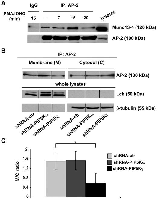 Figure 5. PIP5Kγ silencing reduces AP-2 membrane–bound levels. (A) YTS cells were treated with PMA/ionomycin for the indicated times. Cell lysates were precipitated with normal mouse IgG or α-adaptin1/2 (AP-2) mAb and AP-2/Munc13-4 complexes formation was evaluated by immunoblot analysis as indicated (top panel). The same membrane was reprobed with anti–α-adaptin mAb as a oading control (bottom panel). One representative experiment of 3 performed is shown. (B) AP-2 immunoprecipitates were obtained from membrane and cytosolic fractions isolated from shRNA-ctr, shRNA-PIP5Kα, and shRNA-PIP5Kγ YTS cell populations and analyzed by immunoblot (top panel). Total lysates of the same samples were analyzed by immunoblotting with the indicated mAbs as purity and loading controls (middle and bottom panels). One representative experiment of 3 performed is shown. (C) Quantitative analysis of the ratio of AP-2 levels in the membrane and cytosolic fractions shows a significant difference (*P < .05) between shRNA-ctr and shRNA-PIP5Kγ populations. Means from 3 independent experiments ± SD are graphed.
