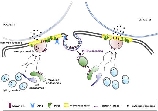 Figure 7. Munc13-4 endocytic recycling is required for the serial killing ability of NK cells. The serial killing model implies that one cytolytic effector can subsequently kill multiple target cells. After target recognition, NK cells form a cytolytic synapse with target cell, where cytolytic granule contents are released. During the cytolytic event, Munc13-4 drives the coalescence of late and recycling endosomes with lytic granule to form the “exocytic vesicles,” which fuse with the plasma membrane. Munc13-4 becomes transiently associated with membrane raft microdomains, followed by its subsequent clathrin/AP2-dependent reinternalization. Our model suggests that Munc13-4 retrieval is required for the replenishment of a pool of endocytic vesicles, allowing the subsequent killing event. Our data indicate that the lack of the PIP5Kγ-dependent PIP2 pool leads to impaired clathrin/AP2–mediated retrieval of endocytic machinery components, thus affecting the ability to kill in an iterative manner.