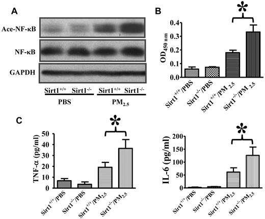 Figure 2. Sirt1 regulates NF-κB acetylation/activation and lung inflammation after PM2.5 exposure. Sirt1+/+ and Sirt1−/− littermates were exposed to PBS or PM2.5 (100 μg) by intranasal instillation. (A) Six hours later, lung homogenates prepared were subjected to immunoblotting to examine NF-κB acetylation (Ace-NF-κB). Blots are representative of 5 mice in each experimental group. (B) NF-κB DNA binding activity was measured by ELISA. Data are presented as mean + SEM (n ≥ 7 mice/group; *P < .05). (C) Sirt1+/+ and Sirt1−/− littermates were exposed to PBS or PM2.5 (100 μg) by intranasal instillation. Twenty-four hours later, BAL TNF-α and IL-6 levels were assessed by ELISA. Data are presented as mean + SEM (n = 7 mice/group; *P < .05).