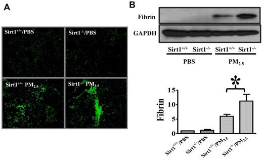 Figure 3. Sirt1 modulates fibrin production in the lung after PM2.5 exposure. Sirt1+/+ and Sirt1−/− littermates were exposed to PBS or PM2.5 (100 μg) by intranasal instillation. Twenty-four hours later, lungs were collected. (A) Fibrin immunofluorescent staining of lung cryosections of PM2.5 24 hour treated lung tissues. Images are representative of 6 independent experiments. (B) Lung fibrin generation was examined by immunoblotting. Blots and normalized bar graphs show fibrin production in the lung. Data are presented as mean + SEM (n = 6 mice/group; *P < .05).