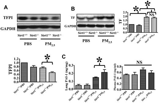 Figure 4. Sirt1 regulation of TFPI, PAI-1 and TF expression in the lung. Sirt1+/+ and Sirt1−/− littermates were exposed to PBS or PM2.5 (100 μg) by intranasal instillation. Twenty-four hours later, lungs were collected. TFPI (A) and TF (B) expression was examined by immunoblotting. The blots and normalized bar graphs show TFPI and TF expression. Data are presented as mean + SEM (n ≥ 10 mice/group; *P < .05). (C) Lung and plasma PAI-1 levels were assessed by ELISA. Data are presented as mean + SEM (n = 8 mice/group; *P < .05).