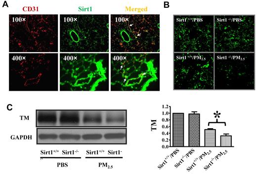 Figure 5. Sirt1 is expressed in lung endothelial cells and Sirt1 deletion increases PM2.5-induced TM down-regulation in the lung. (A) Immunofluorescence images showing Sirt1 expression (green) in lung tissues of WT C57BL/6 mice. No staining was detected using control normal IgG (data not shown). CD31 (red) was used as a specific marker for endothelial cells. Merged image indicates that Sirt1 is expressed in lung endothelial cells. Images are representative of 6 independent experiments. (B) Sirt1+/+ and Sirt1−/− littermates were exposed to PBS or PM2.5 (100 μg) by intranasal instillation. Twenty-four hours later, lungs were collected. Immunofluorescence microscopy revealed decreased TM expression in the lung after PM2.5 exposure. Images are representative of 6 independent experiments. (C) Lung homogenates were subjected to immunoblotting to examine TM expression. Blots and normalized bar graphs show TM expression in the lungs of Sirt1+/+ and Sirt1−/− littermates. Data are presented as mean + SEM (n ≥ 6 mice/group; *P < .05).