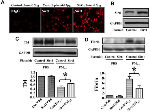 Figure 6. Sirt1 overexpression inhibits PM2.5-induced TM down-regulation and fibrin formation. WT C57BL/6 mice were given 5 μg of pAdTrack-CMV (control) or pAdTrack-Sirt1 (Sirt1) by tail vein injection as described in “In vivo gene delivery.” Forty-eight hours later, lungs were collected. (A) Lung cryosections were incubated with nonimmune IgG (NIgG) or Sirt1 antibody (Sirt1) for immunofluorescence study. (B) Lung homogenates were subjected to immunoblotting to examine Sirt1 expression (n = 4 mice/group). Forty-eight hours after Sirt1 gene delivery, mice were exposed to PBS or PM2.5 (100 μg) by intranasal instillation. Twenty-four hours later, lungs were collected. Lung homogenates prepared were subjected to immunoblotting. Blots and normalized bar graphs show TM expression (C) and fibrin production (D) in the lungs of Sirt1+/+ and Sirt1−/− littermates. Data are presented as mean + SEM (n ≥ 6 mice/group; *P < .05).
