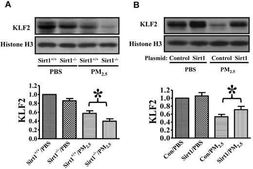 Figure 7. Sirt1 regulates KLF2 expression in the lung after PM2.5 exposure. (A) Sirt1+/+ and Sirt1−/− littermates were exposed to PBS or PM2.5 (100 μg) by intranasal instillation. Twenty-four hours later, lungs were collected. Nuclear proteins were extracted from the lung samples and subjected to immunoblotting to examine lung KLF2 expression. Data are presented as mean + SEM (n ≥ 7 mice/group). (B) WT C57BL/6 mice were given 5 μg of pAdTrack-CMV (control) or pAdTrack-Sirt1 (Sirt1) by tail vein injection as described “In vivo gene delivery.” Forty-eight hours after Sirt1 gene delivery, mice were exposed to PBS or PM2.5 (100 μg) by intranasal instillation. Twenty-four hours later, lungs were collected. Nuclear proteins were extracted from the lung samples and subjected to immunoblotting to examine lung KLF2 expression. The blots and normalized bar graphs show KLF2 expression. Data are presented as mean + SEM (n ≥ 7 mice/group; *P < .05).