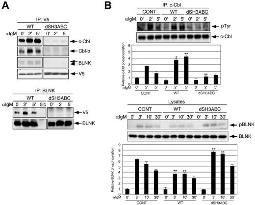 Figure 1. CIN85 associates with Cbl and BLNK and regulates their phosphorylation in B cells. (A) BJAB cells stably expressing either WT or SH3-deleted CIN85 were stimulated with 20 μg/mL of F(ab′) 2 goat anti–human IgM for the indicated time periods. Immunoprecipitates with anti-V5 or anti-BLNK mAb were separated on a 10% SDS-PAGE gel and analyzed by Western blotting with anti–c-Cbl, anti–Cbl-b, anti-BLNK, or anti-V5 mAb. 5′c, immunoprecipitation of the cell lysates at 5 minutes with isotype control. (B) Control BJAB cells and stable transformants expressing either WT or SH3-deleted CIN85 were stimulated with 20 μg/mL of F(ab′) 2 goat anti–human IgM for the indicated time periods. Immunoprecipitates with anti–c-Cbl mAb were separated on a 10% SDS-PAGE gel and analyzed by Western blotting with anti-phosphotyrosine or anti–c-Cbl mAb. The resulting values are expressed as fold changes in protein expression compared with unstimulated control cells. The values are the mean ± SD of 3 independent experiments (*P < .05, **P < .01 vs controls). (C) Control BJAB cells and stable transformants expressing either WT or SH3-deleted CIN85 were stimulated with 20 μg/mL of F(ab′) 2 goat anti–human IgM for the indicated time periods. The cell lysates were subsequently separated on a 10% SDS-PAGE gel and analyzed by Western blotting with anti–phospho-BLNK or anti-BLNK mAb. The resulting values are expressed as fold changes in protein expression compared with unstimulated control cells. The values are the mean ± SD of 3 independent experiments (**P < .01 vs controls).