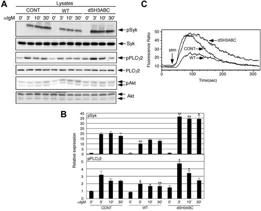 Figure 2. Forced CIN85 expression inhibits BCR-induced calcium flux and phosphorylation of Syk and PLCγ2. (A-B) Control BJAB cells and stable transformants expressing either WT or SH3-deleted CIN85 were stimulated with 20 μg/mL of F(ab′)2 goat anti–human IgM for the indicated time periods. The cell lysates were subsequently separated on a 10% SDS-PAGE gel and analyzed by Western blotting with anti–phospho-Syk pAb, anti-Syk mAb, anti–phospho-PLCγ2 pAb, anti-PLCγ2 pAb, anti–phospho-Akt pAb, or anti-Akt pAb. The resulting values are expressed as fold changes in protein expression compared with unstimulated control cells. The values are the mean ± SD of 3 independent experiments (*P < .05, **P < .01 vs controls). (C) Ca2+ influx in control BJAB cells and stable transformants expressing either WT or SH3-deleted CIN85. The intracellular free calcium levels in Fluo 4/AM-loaded cells were analyzed using flow cytometry after the cells were stimulated with 20 μg/mL F(ab′)2 goat anti–human IgM. The results shown are representative of 4 independent experiments.