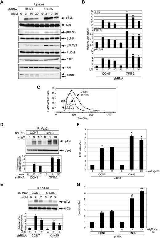 Figure 3. CIN85 knockdown enhances BCR-induced calcium flux and phosphorylation of Syk, Vav2, and PLCγ2, leading to augmented NF-AT activation and CD69 expression. (A-B) Stable control and CIN85-knockdown BJAB cells were stimulated with 20 μg/mL F(ab′) 2 goat anti–human IgM for the indicated time periods. The cell lysates were subsequently separated on a 10% SDS-PAGE gel and analyzed by Western blotting with anti–phospho-Syk pAb, anti-Syk mAb, anti–phospho-BLNK mAb, anti-BLNK mAb, anti–phospho-PLCγ2 pAb, anti-PLCγ2 pAb, anti–phospho-Akt pAb, anti-Akt pAb, or anti-CIN85 mAb. The resulting values are expressed as fold changes in protein expression compared with unstimulated control cells. The values are the mean ± SD of 3 independent experiments (*P < .05, **P < .01 vs controls). (C) Ca2+ influx in stable control and CIN85-knockdown BJAB cells. Intracellular free calcium levels in Fluo 4/AM-loaded cells were analyzed using flow cytometry after the cells were stimulated with 20 μg/mL F(ab′)2 goat anti–human IgM. The results shown are representative of 4 independent experiments. (D-E) Stable control and CIN85-knockdown BJAB cells were stimulated with 20 μg/mL F(ab′)2 goat anti–human IgM for the indicated time periods. Immunoprecipitates with anti-Vav2 or anti–c-Cbl mAb were separated on a 10% SDS-PAGE gel and analyzed by Western blotting with anti-phosphotyrosine mAb, anti-Vav2 mAb, or anti–c-Cbl mAb. The resulting values are expressed as fold changes in protein expression compared with unstimulated control cells. The values are the mean ± SD of 3 independent experiments (*P < .05, **P < .01 vs controls). (F) Stable control and CIN85-knockdown BJAB cells transfected with the NF-AT luciferase reporter construct were stimulated with graded doses of F(ab′)2 goat anti–human IgM for 8 hours and lysed, and the luciferase activity was assayed using a luminometer. The relative luciferase activity of the medium and BCR-stimulated cells was expressed with respect to that of the PMA/ionomycin stimulation. The results were presented as the mean and SEM of triplicate cultures. One experiment representative of 4 independent experiments is shown (*P < .05 vs controls). (G) Stable control and CIN85-knockdown BJAB cells before and after stimulation with 20 μg/mL F(ab′)2 goat anti–human IgM (3 and 5 hours) were analyzed for surface expression of CD69. One experiment representative of 3 independent experiments is shown (**P < .01 vs controls).