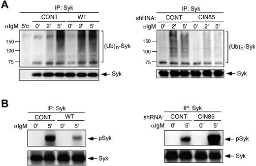 Figure 4. CIN85 promotes Syk ubiquitination and degradation in B cells. (A) Control BJAB cells, stable transformants expressing WT CIN85, and CIN85- knockdown BJAB cells were stimulated with 20 μg/mL F(ab′)2 goat anti–human IgM for the indicated time periods. Immunoprecipitates with anti-Syk mAb were separated on a 10% SDS-PAGE gel and analyzed by Western blotting with anti-ubiquitin or anti-Syk mAb. 5′'c, immunoprecipitation of the cell lysates at 5 minutes with isotype control. The molecular weight is indicated on the left side of the blots. (B) Control BJAB cells, stable transformants expressing WT CIN85, and CIN85-knockdown BJAB cells were stimulated with 20 μg/mL F(ab′)2 goat anti–human IgM for 5 minutes. Immunoprecipitates with anti-Syk mAb were separated on a 10% SDS-PAGE gel and analyzed by Western blotting with anti–phospho-Syk pAb or anti-Syk mAb.