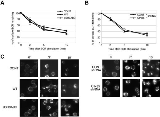 Figure 5. CIN85 does not affect BCR internalization. (A) BJAB cells (control and stable transformants expressing either WT or SH3-deleted CIN85) and (B) BJAB cells (control and CIN85-knockdown) were incubated at 4°C with F(ab′)2 goat anti–human IgM for 30 minutes. The cells were washed, warmed to 37°C for the indicated time intervals, stained at 4°C for 30 minutes with a FITC-labeled anti–goat IgG pAb, and analyzed by flow cytometry. The results are expressed as the percentage of surface BCRs remaining. The data are presented as the average and SEM of 3 independent experiments. (C) Control BJAB cells, stable transformants expressing either WT or SH3-deleted CIN85, and CIN85-knockdown BJAB cells were incubated at 4°C with 20 μg/mL F(ab′)2 goat anti–human IgM for 30 minutes. The cells were washed and warmed to 37°C for the indicated time periods. The cells were fixed, permeabilized, stained with a FITC-labeled anti–goat IgG pAb, and analyzed by fluorescence microscopy. The images shown are representative of 3 independent experiments.