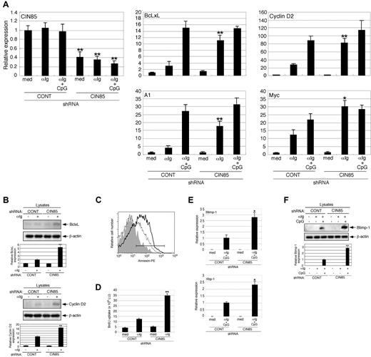 Figure 6. CIN85 knockdown enhances the survival, growth, and differentiation of primary B cells. (A) Control and CIN85-knockdown primary B cells were incubated for 24 hours in medium containing F(ab′)2 goat anti–human IgG/IgA/IgM (αIg, 20 μg/mL) or αIg plus CpG (1μM), and CIN85, BcLxL, A1, cyclin D2, and myc mRNA levels were quantified by real-time PCR. The data are normalized to the expression of 18S rRNA. The results shown are representative of 3 independent experiments (*P < .05, **P < .01 vs controls). (B) Control and CIN85-knockdown primary B cells were incubated for 24 hours in the absence or presence of F(ab′)2 goat anti–human IgG/IgA/IgM (αIg, 20 μg/mL). The cell lysates were subsequently separated on a SDS-PAGE gel and analyzed by Western blotting with anti-BclxL mAb, anti-cyclin D2 pAb, or anti–β-actin mAb. The resulting values are expressed as fold changes in protein expression compared with nonstimulated control cells. The values are the mean ± SD of 3 independent experiments (**P < .01 vs controls). (C) Control and CIN85-knockdown primary B cells were incubated for 48 hours in the absence or presence of F(ab′)2 goat anti–human IgG/IgA/IgM (αIg, 20 μg/mL). After culture, the cells were stained with PE-labeled annexin V and analyzed using flow cytometry. The percentages of annexin-positive cells are shown. A representative histogram of 3 independent experiments is shown. (D) Control and CIN85-knockdown primary B cells were incubated for 48 hours in the absence or presence of F(ab′)2 goat anti–human IgG/IgA/IgM (αIg, 20 μg/mL). After culture, the cells were pulsed with BrdU, and its incorporation was detected by incubation with anti-BrdU mAb, followed by rhodamine-conjugated anti–mouse Ab. A representative histogram of 3 independent experiments is shown (**P < .01 vs controls). (E) Control and CIN85-knockdown primary B cells were incubated for 48 hours in the absence or presence of F(ab′)2 goat anti–human IgG/IgA/IgM (αIg, 20 μg/mL) and CpG (1μM), and quantitation of Blimp-1 and Xbp-1 mRNA by real-time PCR was carried out. The data are normalized to the expression of 18S rRNA. The results shown are representative of 3 independent experiments (*P < .05 vs controls). (F) Control and CIN85-knockdown primary B cells were incubated for 48 hours with or without F(ab′)2 goat anti–human IgG/IgA/IgM (αIg, 20 μg/mL) in the absence or presence of CpG (1μM). The cell lysates were subsequently separated on a SDS-PAGE gel and analyzed by Western blotting with anti–Blimp-1 mAb or anti–β-actin mAb. The resulting values are expressed as fold changes in protein expression compared with unstimulated control cells. The values are the mean ± SD of 3 independent experiments (**P < .01 vs controls).