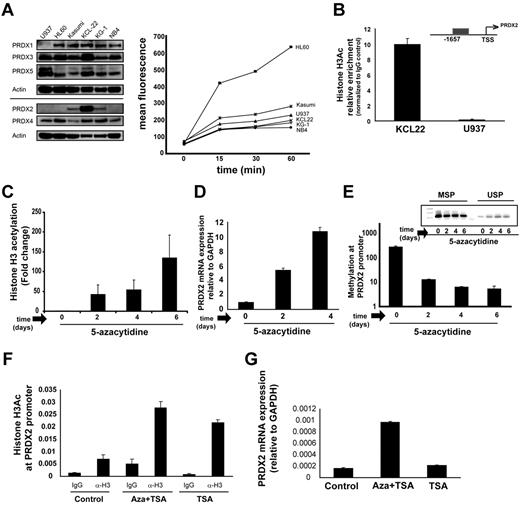 Figure 4. Interdependence of histone hypoacetylation and DNA hypermethylation at the Prdx2 promoter in AML. (A) Expression of PRDX members in different leukemic cell lines was analyzed by Western blot analysis, showing cell lines with high (KCL22, KG1, Kasumi) and low (U937, HL60, NB4) PRDX2 protein expression. (Right) Induction of ROSs by H2O2 treatment in different leukemic cell lines measured by CM-H2DCFDA dye. (B) H3Ac at the PRDX2 promoter in leukemic cell lines was analyzed by ChIP and real-time PCR with the use of anti-H3Ac Ab. Enrichments for the H3 acetylation Ab are calculated against IgG control with the use of the ddCt method. Error bars represent SD calculated from triplicate quantitative PCR reactions. The results were verified in ≥ 2 independent biologic experiments. (C) H3Ac was increased at the PRDX2 promoter in U937 cells after 5-azacytidine treatment as analyzed by ChIP. U937 cells were seeded at a density of 5 × 105/mL with 5-azacytidine (Sigma-Aldrich) at concentration of 100nM. Cells were harvested after 2, 4, and 6 days of treatment for ChIP, RNA, or DNA preparation. Enrichments for the H3 acetylation Ab are calculated against IgG control with the use of the ddCt method. Error bars represent SD calculated from triplicate quantitative PCR reactions. The results were verified in ≥ 2 independent biologic experiments. (D) PRDX2 mRNA expression was induced after 5-azacytidine treatment in U937 cells as analyzed by real-time RT-PCR. Error bars represent SD calculated from 3 independent biologic experiments. Primer sequences are given in the supplemental information for methods. (E) PRDX2 promoter DNA methylation was decreased in the U937 cell line after 5-azacytidine treatment as analyzed by MSP. Nonmethylated promoter (USP) and methylated promoter regions (MSP) were analyzed by PCR. (Inset) Densitometry of the MSP gels indicates a decrease in methylation levels at the PRDX2 promoter after 5-azacytidine treatment in U937 cells. The figure represents the mean ± SD of densitometric values obtained from 3 independent gels. (F) H3Ac at the PRDX2 promoter in U937 cells after treatment with azacytidine in combination with TSA or TSA alone analyzed by ChIP. U937 cells were seeded at a density of 5 × 105/mL with 5-azacytidine (Sigma-Aldrich) at a concentration of 100nM for 3 days followed by addition of TSA (1μM) for 1 hour. Enrichments for the H3 acetylation Ab or IgG were calculated against input with the use of the ddCt method. Error bars represent SD calculated from duplicate quantitative PCR reactions. (G) PRDX2 mRNA expression was induced after 5-azacytidine treatment or combination of 5-azacytidine and TSA in U937 cells as analyzed by real-time RT-PCR. Relative expression was calculated against GAPDH by ddCt method. Error bars represent SD calculated from 2 independent biologic experiments. Primer sequences are given in the supplemental information for methods.