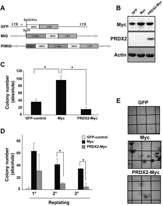 Figure 6. PRDX2 expression inhibits c-Myc-induced colony formation in primary murine BM. (A) Design of the retroviral constructs used for transduction of murine BM cells. pMSCV vector backbone with IRES-GFP. c-Myc was cloned in front of IRES-GFP (MIG). PRDX2 was cloned together with second IRES in front of c-Myc (PIMIG). (B) Western blot analyses confirmed the expression of c-Myc and PRDX2 in 32D cells transduced with the indicated retroviral constructs. Actin was used as loading control. (C) PRDX2 overexpression in murine BM cells inhibited the colony growth that was induced because of Myc overexpression. The results shown are the mean ± SD of 3 independent experiments (GFP vs c-Myc, P = .027; c-Myc vs PRDX2, P = .012, t test). (D) Serial replating indicated the decrease of replicative potential of c-Myc–transduced cells with simultaneous expression of PRDX2. The results shown are the mean ± SD of 2 independent experiments (*P < .05, calculated by t test). (E) Photographs taken on day 8 of colony assays showing enhanced colony formation in c-Myc–expressing BM cells. PRDX2 expression together with c-Myc reduced the number of colonies in total. The colonies in c-Myc–PRDX2 appeared as more differentiated colonies from granulocytic/monocytic lineage with more scattered structure, whereas in c-Myc alone, they appeared as colonies from more immature/myeloid progenitor cells.