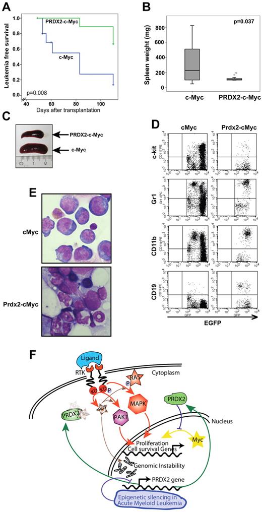 Figure 7. PRDX2 inhibits leukemogenesis in Myc-associated BM transplantation model. (A) Primary murine BM was retrovirally transduced with either c-myc alone or with simultaneous PRDX2 expression (PRDX2–c-myc). Similar numbers of transduced BM cells (indicated by GFP expression) were transplanted into lethally radiated recipients. Leukemia development and survival were followed over time. The Kaplan-Meier plots indicate a significantly prolonged latency and less penetrance on PRDX2 expression (P = .008, log-rank test). (B) Weight distribution of spleens of the mice that received a transplant at the time of leukemia development (for PRDX2-Myc animals, > 10 weeks after transplantation). Data shown here are from 10 individual mice analyzed for each group. Significance was calculated by nonparametric Mann-Whitney U test. (C) Photographic image of spleens of the mice that received a transplant (1 representative mouse from each group) at the time of disease development. (D) Immunophenotype of BM cells obtained from mice that received a transplant with c-Myc or Prdx2–c-Myc analyzed by flow cytometry. BM cells were stained for surface expression of indicated markers, and cells were acquired with BD FACSCalibur, and data were analyzed with CellQuest Version 6.0 software (BD Biosciences). (E) Cytospin structure from mice that received a transplant with c-Myc or Prdx2-c-Myc–transduced BM. Cytospin preparations of BM cells were stained with Wright-Giemsa (original magnification, ×60). Pictures were taken on an Axio Imager M1 (Carl Zeiss Imaging Systems) with a 63×/1.4 oil objective at room temperature and processed by AxioVision Release 4.5 (Carl Zeiss Imaging Systems). (F) Model of the role of ROS and PRDX2 silencing in leukemogenesis. ROS is induced by various mechanisms in leukemogenesis, including cytokine signaling or c-Myc overexpression. Increased ROS levels enhance signaling and lead to increased expression of proliferation and cell survival genes. In addition, ROS levels induce genomic instability. ROS molecules are scavenged by PRDX2, which leads to decreases in signaling and potentially also genomic instability. The frequent epigenetic silencing of PRDX2 in AML can lead to increase in ROS levels and thereby enhanced signaling and proliferative capacity of leukemia cells.