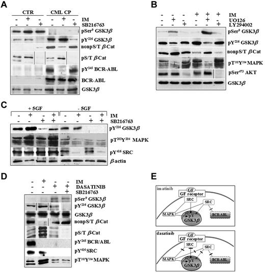 Figure 2. CML CP progenitors integrate signals by BCR-ABL and exogenous cytokines to sustain GSK3β pY216 activation. (A) Normal (CTR, n = 3) and CML CP (n = 5) CD34+ cells were exposed to IM (1μM) or SB216763 (5μM) for 4 hours in serum-free medium (SFM) containing 5GF concentrations. Representative immunoblots for total and pSer9 and pY216 of GSK3β, active β-catenin (non-pS/T β-Cat), phosphorylated β-catenin (non-pS/T β-Cat), and total and phosphorylated BCR-ABL (pY245 BCR-ABL) in one healthy and one CML CP patient sample are reported. (B) CML CP cells (n = 5) were cultured for 4 hours in the presence of 5GF, either without inhibitors (−) or in the presence of 1μM IM, 25μM UO126 (MAPK inhibitor), 30μM LY294002 (PI3K/AKT signaling inhibitor), or 5μM SB216763 or combinations as indicated. Representative immunoblots for total and pSer9 and pY216 levels of GSK3β, active β-catenin, dual phosphorylated MAPKs (pT202Y204MAPKs), and pSer473AKT are shown. (C) CML CP cells (n = 5) were exposed to IM (1μM), SB216763 (5μM), or the combination for 4 hours in the absence of serum and cytokines (−5GF) or in the presence of high 5GF-concentrations (+5GF), and then analyzed with the indicated Abs. Representative immunoblots for one CML CP sample are shown. (D) CML CP progenitors were treated with IM (1μM), dasatinib (0.15μM) or SB216763 (5μM) for 4 hours in SFM with 5GF. Representative immunoblots are indicated. (E). BCR-ABL or GF receptors both signal through MAPK and SRC kinases. SRC signaling activated by exogenous cytokines is not affected by IM. Conversely, both BCR-ABL– and GF-dependent activation of SRC and MAPKs is inhibited by dasatinib.