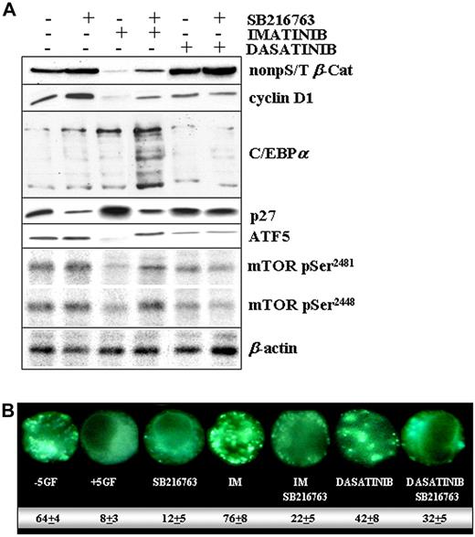 Figure 7. Molecular changes in CML CP progenitors treated with IM and SB216763. (A) CML CP (n = 5) CD34+ cells were exposed to IM (1μM), dasatinib (0.15μM), or SB216763 (5μM) alone or in combination with IM or dasatinib for 24 hours in SFM containing high 5GF concentrations. Representative immunoblots for active β-catenin, total cyclinD1, C/EBPα, p27, ATF5, and phospho-mTOR (pSer2481/2448) in a representative CML CP patient sample are reported. Total β-actin levels are reported as a loading control. (B) CML CD34+ cells were treated with the indicated drug(s) and then analyzed for the presence of MDC-positive autophagosomes, distinct dot-like structures trapped in acidic, membrane-rich organelles distributed in the cytoplasm or localizing in the perinuclear regions of CML cells (magnification, 60×). The numbers indicate the percentage of autophagy induction for each drug treatment condition.