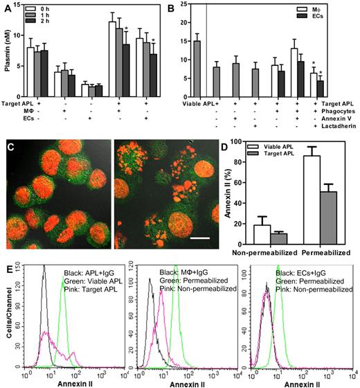 Figure 7. Effect of phagocytosis on plasmin formation and annexin II expression. (A) Plasmin generation of 1 × 106 target APL cells, 5 × 105 phagocytes (THP-1–derived MΦs or HUVECs), or incubation of 1 × 106 target APL cells with 5 × 105 phagocytes was evaluated at the given times. Plasmin production of the coincubated cells was time dependently reduced. *P < .05 compared with 0 hour time point of each group. (B) Plasmin formation of 1 × 106 target APL cells, with or without 2nM annexin V or lactadherin, and with or without incubation with 5 × 105 phagocytes (THP-1–derived MΦs or HUVECs) after 2 hours was measured. Plasmin formation of 1 × 106 viable APL cells is also shown. *P < .05 compared with the mixture of target APL cells and phagocytes (MΦs and ECs separately). (C) NB4 cells were first labeled with goat anti–human annexin II IgG, and then with an Alexa Fluor 488–conjugated secondary Ab. Annexin II expression on permeabilized untreated NB4 cells (left) and 1μM DNR-treated NB4 cells (right) was viewed with confocal microscopy. The cell nuclei were counterlabeled with PI (red), and scale bar represents 10 μm. (D) Nonpermeabilized or permeabilized APL cells with and without 1μM DNR treatment were stained as in panel C and analyzed by flow cytometry. Annexin II expression of DNR-treated cells decreased compared with untreated viable APL cells. (E) Flow cytometry was used to quantitate annexin II expression on cells that were treated as in panel C. Cells stained with goat anti–human IgG and Alexa Fluor 488–conjugated secondary Ab were used as control (black). The percentage of annexin II–positive viable APL cells (green) and target APL cells (pink) from one patient with permeabilization were 98.3% and 35.1%, respectively (left). Middle panel showed that, compared with controls, annexin II was expressed on the surface of nonpermeabilized THP-1–derived MΦs (pink) and more so on permeabilized cells (green). Permeabilized HUVECs showed an increase in annexin II (green), but, compared with controls, nonpermeabilized HUVECs (pink) showed no increase in annexin II (right).