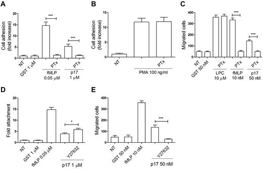 Figure 2. P17-induced adhesion and migration of monocytes involve a PTx-sensitive and Rho/Rock–dependent signaling pathway. (A-B) Static adhesion of monocytes on fibrinogen. Monocytes pretreated with 500 ng/mL of PTx for 2 hours at 37°C were stimulated for 2 minutes at 37°C with PBS (NT), GST, fMLP, p17 (A) or for 10 minutes with phorbol 12-myristate 13-acetate (PMA; B). Bars represent the means ± SD of 3 independent experiments performed in triplicate. Statistical analysis was performed by paired 2-tail Student t test. ***P < .001. (C) Transwell migration assay of monocytes in response to the indicated treatments. Monocytes pretreated for 2 hours at 37°C with 500 ng/mL of PTx were stimulated for 90 minutes at 37°C with PBS (NT), GST, L-α-lysophosphatidylcholine palmitoyl C16:0 (LPC), fMLP, or p17. Bars represent the means ± SD of 3 independent experiments performed in duplicate. Statistical analysis was performed by paired 2-tail Student t test. ***P < .001. (D) Static adhesion of monocytes on fibrinogen. Monocytes were pretreated for 20 minutes at 37°C with 25μM of the ROCK inhibitor Y27632 and then stimulated for 2 minutes at 37°C with PBS (NT), GST, fMLP, or p17. Bars represent the means ± SD of 3 independent experiments performed in triplicate. Statistical analysis was performed by paired 2-tail Student t test. *P < .05. (E) Transwell migration assay of monocytes in response to the indicated treatments. Monocytes pretreated for 20 minutes at 37°C with 25μM of the ROCK inhibitor Y27632 were stimulated for 90 minutes at 37°C with PBS (NT), GST, fMLP, or p17 (50nM). Bars represent the means ± SD of 3 independent experiments performed in duplicate. Statistical analysis was performed by paired 2-tail Student t test. ***P < .001.