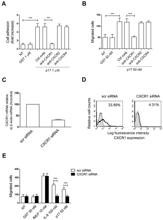 Figure 3. P17 chemokine–like activity is mediated specifically by the IL-8 receptor CXCR1. (A) Static adhesion of monocytes on fibrinogen. Monocytes were stimulated for 2 minutes at 37°C with PBS (NT) or GST or pretreated for 1 hour at 37°C with 50 μg/mL of mAb to CXCR1, CXCR2, or CXCR4 or with an unrelated mAb (Ctrl mAb) and then stimulated for 2 minutes with p17 (1μM). Bars represent the means ± SD of 3 independent experiments performed in triplicate. Statistical analysis was performed by paired 2-tail Student t test. ***P < .001. (B) Transwell migration assay of monocytes in response to the indicated treatments. Monocytes were stimulated for 90 minutes at 37°C with PBS (NT) or GST or pretreated for 1 hour at 37°C with 50 μg/mL of mAb to CXCR1, CXCR2, or CXCR4 or with Ctrl mAb and then stimulated with p17 (50nM). Bars represent the means ± SD of 3 independent experiments performed in duplicate. Statistical analysis was performed by paired 2-tail Student t test. ***P < .001. (C) Analysis of CXCR1 gene expression performed using quantitative real-time PCR. Monocytes were nucleoporated with scr siRNAs used as a negative control or with a pool of 4 distinct siRNAs specific for 4 distinct regions of CXCR1. Analysis of real-time PCR data were performed with the 2−ΔΔCt method using relative quantitation study software. Quantification of CXCR1 mRNA was normalized in each reaction according to the internal β-actin control. Bars represent the means ± SD of 3 independent experiments performed in triplicate. (D) Effect of CXCR1 silencing on surface-receptor expression. Monocytes nucleofected with scr siRNA or CXCR1 siRNA were incubated with isotype control Ab (solid histogram) or mAb to CXCR1 (open histogram), and then stained with APC-conjugated secondary Ab and analyzed by flow cytometry. (E) Transwell migration assay of monocytes nucleoporated with CXCR1 siRNAs or with scr siRNAs in response to the indicated treatments. Bars represent the means ± SD of 3 independent experiments performed in duplicate. Statistical analysis was performed by paired 2-tail Student t test. ***P < .001.