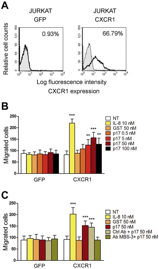 Figure 4. CXCR1 expression in Jurkat cells is sufficient to mediate chemotaxis in response to p17. (A) Surface expression of CXCR1 on Jurkat cells transfected with the control vector pEGFP-N3 or with pEGFP-N3 expressing CXCR1. Cells were incubated with isotype control mAb (solid histogram) or mAb to CXCR1 (open histogram), and then stained with APC-conjugated secondary Ab and analyzed by flow cytometry. (B-C) Transwell migration assays of Jurkat cells transfected with pEGFP-N3 or pEGFP-N3-CXCR1 in response to the indicated treatments. Bars represent the means ± SD of 3 independent experiments performed in duplicate. Statistical analysis was performed by 2-way ANOVA. The Bonferroni posttest was used to compare data. **P < .01; ***P < .001. (B) Transfected Jurkat cells were stimulated for 90 minutes at 37°C with PBS (NT), IL-8, GST, or p17. (C) Jurkat cells, pre-incubated for 30 minutes at 37°C with 50 μg/mL of Ctrl mAb or mAb to p17 (MBS-3), were subsequently stimulated for 90 minutes at 37°C with PBS (NT), IL-8, GST, or p17.