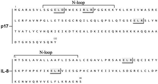 Figure 7. Comparison of p17 and IL-8 amino acid sequences. Sequences are represented by the single-letter amino acid code. ELR-like sequences are indicated with a gray box and N-loops of the proteins are shown.