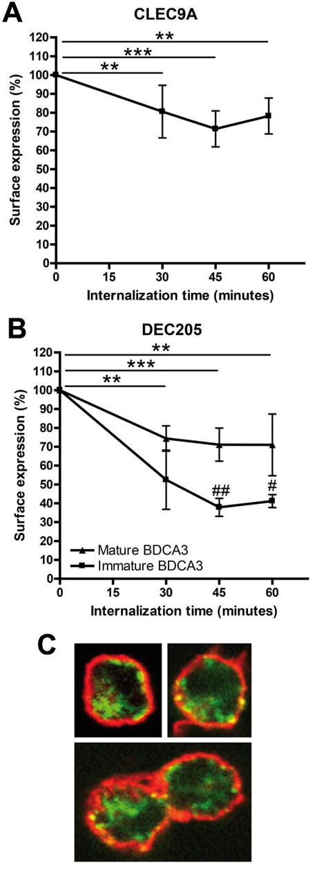 Figure 3. Cell surface CLEC9A and DEC205 are internalized into BDCA3+ mDCs after receptor triggering. (A) CLEC9A internalization is induced in immature freshly isolated BDCA3+ mDCs by receptor triggering with αCLEC9A antibodies. (B) DEC205 internalization is induced by receptor triggering with αDEC205 antibodies on immature freshly isolated BDCA3+ mDCs (squares) and BDCA3+ mDCs matured overnight with 2 μg/mL poly I:C and 4 μg/mL R848 (triangles). BDCA3+ mDCs were labeled with αCLEC9A or αDEC205 antibodies on ice. Surface expression of antigen and antibody after incubation at 37°C was analyzed by labeling with Alexa 488–conjugated secondary antibodies. Data are expressed as percentage of surface expression at 4°C. Data shown are mean ± SD of 3 independent experiments. **P < .01; ***P < .001 compared with incubation at 4°C (t = 0). #P < .05; ##P < .01 immature vs mature BDCA3+ mDCs. (C) Confocal analysis of CLEC9A internalization in freshly isolated BDCA3+ mDCs. BDCA3+ mDCs were stained on ice with rabbit polyclonal αCLEC9A antibodies. Internalization at 37°C was allowed for 45 minutes, followed by staining with biotinylated goat anti–rabbit and Alexa 488–conjugated streptavidin (red). Extracellular MHC class II was stained with mouse anti–human HLA-DR/DP, followed by Alexa647-conjaged goat anti–mouse (green).