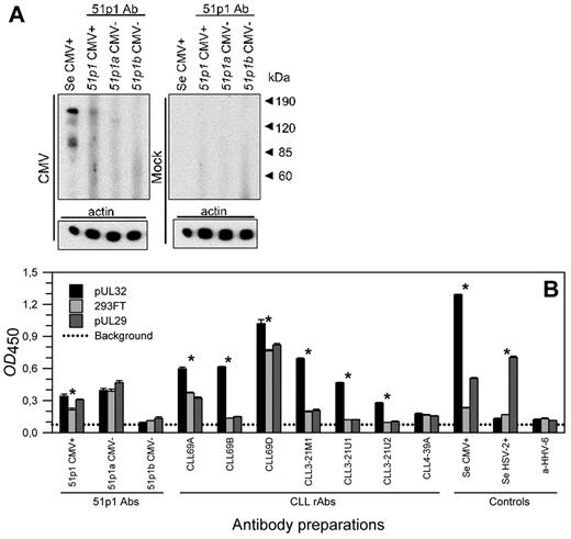 Figure 5. Reactivity of secreted 51p1 Abs isolated from blood of healthy individuals with CMV cell lysate. (A) CMV- and mock-infected cells were harvested at 96 hours p.i. for Western blot analysis with total immune serum and secreted 51p1 Abs isolated and purified from a healthy CMV-seropositive (Se and 51p1 CMV+, respectively) and 2 CMV-seronegative (51p1 CMV−) individuals, respectively. Final Ab concentration used for the 51p1 Ab preparations was 5 μg/mL, respectively. Actin served as a loading control. (B) EIA analysis of the reactivity of secreted 51p1 Abs (51p1 CMV+ and CMV−) to pUL32, pUL29, and untransfected 293FT cell sonicates in comparison that of the different CLL rAbs, and monoclonal Ab of irrelevant specificity (a-HHV-6). Recombinant pUL32, pUL29, and untransfected 293FT cells were harvested at 48 hours after transfection for EIA analysis with equal amounts of total protein used. All rAbs and mAbs were tested at the same final concentration (10 μg/mL). Immune sera against CMV (Se CMV+) and HSV-2 (Se HSV-2+) served as positive controls and were tested at the same serum dilutions (1:1500) against the different protein preparations. All experiments were done in duplicate and each Ab was tested against the 3 different protein preparations in parallel on the same EIA plate. Mean OD readings for the respective Ab preparations tested to each cell sonicate were compared by the use of 1-way analysis of variance, and a statistically significant difference in signal between groups (P < .05) is denoted by an asterisk.