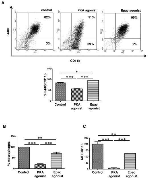 Figure 5. Role of PKA and Epac in in vitro macrophage maturation. (A) PKA inhibits, whereas Epac promotes, macrophage maturation. Freshly flushed bone marrow cells isolated from EP2−/− and WT mice were cultured in 30% L929 cell supernatant in the presence of Epac or PKA agonist (500μM each). After 3 days, cell culture was supplemented with new medium containing Epac or PKA agonist totaling 50% of original volume; and after 6 days, cells were collected and stained with CD11b-FITC and F4/80-APC. The dot-plot shown is from a single experiment representative of 3 independent experiments, each using a different mouse. Percentages of CD11bpos/CD115pos cells in different conditions were compared. Data are expressed as the mean ± SEM from 3 experiments, each using a separate mouse (*P < .05, **P < .01, ***P < .001). (B) PKA agonist reduces numbers of macrophages during in vitro macrophage maturation. Cells were cultured as described in panel A. After 6 days of culture floating cells were washed away, and adherent cells were counted by light microscopy. Data are expressed as the mean ± SEM from 3 experiments, each using a different mouse (*P < .05, **P < .01, ***P < .001). (C) PKA agonist diminishes M-CSFR (CD115) expression on the cell surface. Cells were cultured as described in panels A-B. After 6 days of culture, adherent CD11bpos/CD115pos cells were stained with CD115-PE. MFI is expressed as the mean ± SEM from 3 experiments, each using a different mouse (**P < .01, ***P < .001). PKA agonist N6-benzoyladenosine-3′,5′-cyclic monophosphate (6-Bnz-cAMP) and Epac agonist 8-4-chlorophenylthio-2′-O-methyladenosine-3′,5′-cyclicmonophosphate (8-pCPT-2′-O-Me-cAMP).