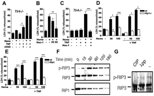 Figure 3. Heme-induced cell death requires the RIP proteins. (A) BMM (2 × 105/well) from Tlr4−/− mice were left untreated (−) or stimulated with heme at 30μM, z-VAD-fmk at 10μM and/or TNF at 0.5 ng/mL (+) for 6 hours and supernatants were collected for LDH determination. (B) Peritoneal macrophages (2 × 105/well) from C57Bl/6 mice were treated for 6 hours with heme at 30μM (+) in the presence or absence of necrostatin-1 (Nec-1) at 25 and 50μM. (C) Experiment performed as in (A) with Nec-1 at 50μM. (D) Wt and Rip1−/− NIH-3T3 fibroblasts and (E) peritoneal macrophages from WT and Rip3−/− were left untreated (−) or stimulated with heme at 50 or 100μM in the absence or presence of TNF at 0.5 ng/mL for 6 hours and supernatants were collected for LDH determination. Data are representative of 3 independent experiments performed in triplicates and represent mean ± SEM (*P ≤ .05; **P ≤ .001; ***P ≤ .0001). Heme induced RIP3 phosphorylation. (F) Peritoneal macrophages from C57BL/6 mice were stimulated with heme (30μM) for the indicated times. (G) Cell lysates from samples treated with heme for 60 minutes were treated with CIP or lambda phosphatase (λPP) for 3 hours. Whole cell extracts were submitted to SDS-PAGE and RIP3 phosphorylation and RIP1 were detected by immunoblotting.