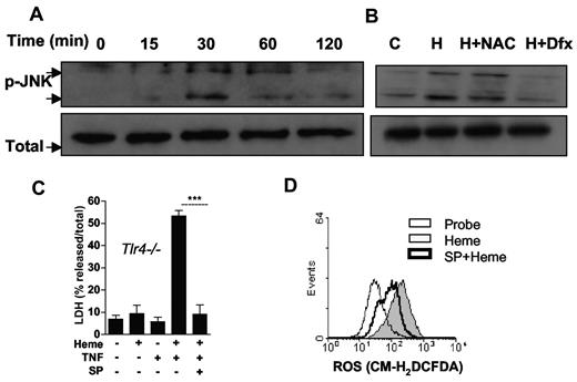 Figure 6. JNK phosphorylation induced by heme is involved in macrophage cell death. (A) Macrophages from C57Bl/6 mice were stimulated with heme (30μM) in the time intervals indicated. (B) Macrophages were left untreated or pretreated for 1 hour with NAC at 10mM or 2 hours with DFX at 2mM and stimulated with heme (30μM). Cell extracts were submitted to SDS-PAGE and JNK phosphorylation was detected by immunoblotting. Detection of β-actin was used as loading control. (C) BMM (2 × 105/well) from Tlr4−/− mice were left untreated (−) or pretreated for 1 hour with SP600125 20μM and stimulated for 6 hours with heme at 30μM, and/or TNF at 0.5 ng/mL (+) and supernatants were collected for LDH determination. Data are representative of 3 independent experiments performed in triplicates and represent mean ± SEM (***P ≤ .0001). (D) Macrophages (106/mL) were pretreated as in (C) and stimulated for 1 hour with heme (30μM) and ROS generation was evaluated. The results are representative of 3 different experiments with similar results.