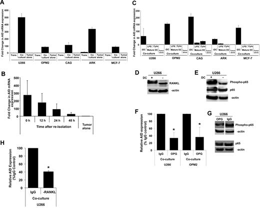 Figure 3. Mechanism of DC-mediated AID induction. (A-B) Dependence of AID expression on DC–tumor cell contact. (A) Myeloma (U266, OPM2, CAG, ARK) or breast cancer (MCF-7) cells were cocultured with Mo-DCs as in Figure 1A, in the presence of transwell inserts to prevent cell-to-cell contact but permit interaction of soluble mediators. AID expression in purified tumor cells is analyzed by quantitative PCR. Data are represented as fold change compared with tumor cells cultured alone, as in Figure 1A. (B) U266 myeloma cells re-isolated from DC-tumor cocultures were cultured alone without DCs to analyze whether the expression of AID required continued DC–tumor contact. Tumor cells were harvested at indicated time points for analysis of AID expression. Data are expressed as fold change relative to tumor cells alone. (C) Effect of DC maturation status. MM cells (U266, OPM2, ARK, CAG) or breast cancer (MCF-7) cells were cultured with immature Mo-DCs, or those matured with LPS or cytokine cocktail. Induction of AID in purified tumor cells was analyzed by quantitative PCR as in Figure 1A. Data are expressed as fold change relative to tumor cells alone. (D-H) Role of RANK/RANKL interactions in DC-mediated AID induction. (D) Lysates from MM cells (U266) either cultured alone or after exposure to DCs as in Figure 1A was analyzed for the expression of RANKL protein by Western blot analysis with the use of an anti-RANKL Ab or β-actin as a loading control. (E) U266 cells were cocultured with or without DCs, and protein was isolated. Lysates were subjected to Western blot analysis with anti–NF-κB (total and phospho) Abs or β-actin as a loading control. (F) MM cells (U266, OPM2) were cocultured with Mo-DCs in the presence of OPG (0.5 μg/mL) to inhibit RANK/RANKL interactions or human IgG as a control. Data are represented as percentage change in induction of AID mRNA relative to control. (G) U266 cells were cocultured with Mo-DCs in the presence of OPG or human IgG as a control (0.5 μg/mL) to inhibit RANK/RANKL signaling, and protein was isolated. Lysates were subjected to Western blot analysis with anti–NF-κB (total and phospho) Abs or β-actin as a loading control. (H) MM cell line (U266) was cocultured with Mo-DCs in the presence of anti-RANKL Ab (1 μg/mL) to inhibit RANK/RANKL interactions or human IgG as a control. Data are represented as percentage change in induction of AID mRNA relative to control.