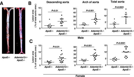 Figure 2. ADAMTS13 deficiency accelerates atherosclerotic lesion formation in the aorta. (A) Representative Oil red O-stained aortae from male mice on a high-fat Western diet beginning at 6 weeks until they were killed at 4 months of age (ie, 10 weeks on high-fat Western diet). (B) Quantification of en face lesion area from male mice (N = 10-12/group). (C) Quantification of en face lesion area from female mice (N = 10-15/group). Each dot represents a single mouse. Horizontal bars represent mean values.