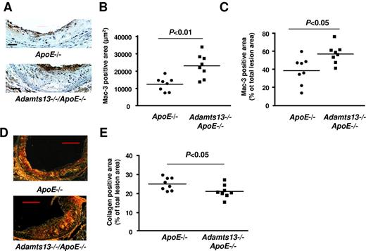 Figure 4. ADAMTS13 deficiency enhances inflammation during early atherosclerosis. (A) Representative photomicrographs stained for macrophages (Mac-3–positive cells, brown) and counterstained with hematoxylin (blue). Bar represents 100 μm. (B-C) Quantification of Mac-3–positive area in the cross section of aortic sinuses from each genotype. (D) Representative photomicrographs stained for collagen as visualized by polarization microscope. Bar represents 20 μm. (E) Quantification of collagen-positive area in the cross sections of aortic sinus from each genotype. Each dot represents a single mouse (N = 8/group). Horizontal bars represent mean values.