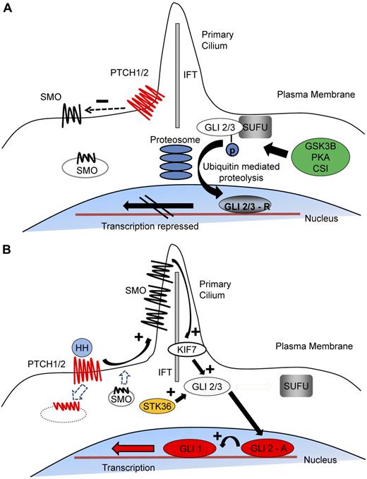 Figure 1. The mechanism of Hh signal transduction. (A) In the resting state, PTCH 1/2 is expressed on the plasma membrane and acts to repress SMO activity by preventing its expression and localization to the primary cilium. GLI2/3 transcription factors are within a complex, including SUFU, an inhibitor of Hh signaling. This conformation promotes nonspecific phosphorylation of the C terminus by GSK3β, CSI, and PKA, resulting in E3 ubiquitin ligase activity and subsequent partial proteosomal proteolysis to the C terminal truncated repressor form. After translocation to the nucleus, the repressive forms of GLI2 (GLI2-R) and particularly GLI3 (GLI-3R) potently inhibit the Hh transcriptional program. (B) Interaction of HH ligand with PTCH promotes PTCH internalization and degradation and releases the repression of SMO, causing its accumulation within the primary cilium. Active SMO in the primary cilium stabilizes the full-length forms of GLI2 (GLI2-A) and GLI3 (GLI3-A) and accentuates the effect of other positive regulators of Hh signaling, including serine threonine kinase 36 (STK36) and kinesin family member 7 (KIF7), which may be involved in translocation of GLI into the primary cilium. After translocation to the nucleus, GLI2-A potently activates transcription of downstream Hh targets, including GLI1 and PTCH1, and influences chromatin conformation, apoptosis, cell cycle activity, and differentiation.