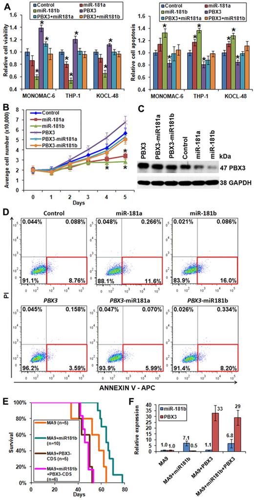 Figure 5. Forced expression of PBX3 coding region exhibits opposite functions than miR-181a/miR-181b. (A) Forced expression of PBX3-CDS could reverse the effects of miR-181a/miR-181b on viability (left panel) and apoptosis (right panel) of MONOMAC-6, THP-1, and KOCL-48 cells, respectively. (B) Cell growth/proliferation analysis of MONOMAC-6 cells transfected with MSCV-PIG (ie, control), MSCV-PIG-miR-181a, MSCV-PIG-miR-181b, MSCV-PIG-PBX3 (CDS), MSCV-PIG-PBX3 (CDS)–miR181a, or MSCV-PIG-PBX3 (CDS)–miR181b. *P < .05. (C) Western blot assay of expression of PBX3 at the protein level in MONOMAC-6 cells 96 hours after transfection with more than 6 individual constructs. (D) Apoptosis analysis by flow cytometry with anti–annexin V antibody staining in MONOMAC-6 cells 72 hours after transfection with more than 6 individual constructs. PI indicates propidium iodide. Red rectangle indicates apoptotic cells. (E) In secondary BMT assay, mice with MA9 + miR181b (n = 10) developed leukemia significantly (P = .02) slower than those of MA9 alone (n = 5). Mice with MA9 + miR181b + PBX3-CDS (n = 6) developed leukemia at a similar speed as those with MA9 + PBX3-CDS (n = 5), and both faster, although not significantly (P = .06), than MA9 mice (n = 5). (F) Quantitative PCR analysis of miR-181b and PBX3 expression levels in secondary BMT mouse leukemic BM cells. The quantitative PCR primers of PBX3 were designed to detect expression of both human and mouse PBX3. Data are mean ± SD values of 3 mouse BM samples per cohort.