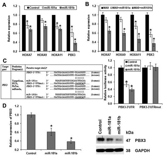 Figure 6. Forced expression of miR-181a/miR-181b represses endogenous expression of the 4 homeobox target genes, and PBX3 is a direct target of miR-181a/miR-181b. (A-B) Quantitative PCR analyses of effects of the ectopic expression of miR-181a or miR-181b on the expression of the 4 homeobox genes (ie, HOXA7, HOXA9, HOXA11, and PBX3) in human MLL-rearranged leukemic cells (A, using MONOMAC-6 cells as a representative) or in MLL-fusion-mediated mouse primary leukemic BM cells (B). Data are mean ± SD. *P < .05. (C) Luciferase reporter and mutagenesis assays. Left panel: Predicted miR-181a/miR-181b target sites and corresponding mutants in the 3′-UTR of PBX3. Right panel: Forced expression of miR-181a or miR-181b can significantly repress luciferase activity of the reporter gene bearing 3′-UTR of PBX3 in human 293T cells, whereas mutation at the putative target site of miR-181 in the 3′-UTR can abrogate the inhibition. The normalized luciferase activities represent the firefly: β-Galactosidase ratios normalized to the control sample. Error bars present SD obtained from 3 independent experiments. (D) Quantitative PCR (left panel) and Western blot (right panel) assays of the effect of ectopic expression of miR-181a/mIR-191b on the endogenous expression of PBX3. MONOMAC-6 cells served as a representative.