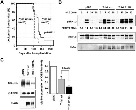 Figure 2. AML development by bone marrow transfer using Trib1 WT and R107L. (A) Kaplan-Meier survival curves are shown. The P value was calculated with the log-rank test. (B) Immunoblot analysis of Trib1 WT AML (Mac-1 56.2%, Gr-1 52.5%, CD34lo, c-kit−, Sca-1−) and R107L AML (Mac-1 41.4%, Gr-1 25.2%, Cd34lo, c-kitlo, Sca-1−) derived from bone marrow of recipient mice (WT #T73 and R107L #T151 in supplemental Table 1). Enhancement of ERK phosphorylation is more significant in R107L. Relative values of ERK phosphorylation were calculated by densitometric analysis. (C) Immunoblot analysis for C/EBPα of the same AML samples as in panel B. Relative expression level of C/EBPα is quantitated (right).