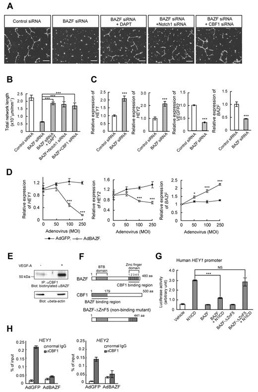 Figure 2. BAZF down-regulates Notch signaling by targeting CBF1. (A-B) Disruption of network formation by BAZF knockdown was rescued by DAPT, Notch1 siRNA, or CBF1 siRNA. (A) HUVECs were transfected with indicated combinations with siRNAs and DAPT. After the transfection and serum-starvation, the cells were seeded on the Matrigel with or without DAPT (1μM) in the presence of VEGF-A. Scale bar: 100 μm. (B) Total network length per mm2 was quantified by ImagePro Plus. The results represent mean values from 3 experiments. Error bars represent ± SD. (C) BAZF knockdown increases the expression of Notch target genes, HEY1 and HEY2. The expression levels of the HEY1, HEY2, VEGFR2, and BAZF mRNAs were analyzed by quantitative RT-PCR. (D) BAZF overexpression down-regulates HEY1 and HEY2 expression. The expression levels of HEY1 and HEY2 mRNAs were analyzed by quantitative RT-PCR (*P < .05, ***P < .001). (E) Interaction of BAZF with CBF1. The cell lysates were prepared from VEGF-A–treated (6 hours) or non-treated HUVECs and immunoprecipitated with an anti-CBF1 antibody. The immunoprecipitates were analyzed by Western blotting with a biotinylated anti-BAZF antibody. Beta-actin was detected as a loading control. (F) A molecular schema of BAZF-CBF1 interaction designed by the data in supplemental Figure 3. BAZF-ΔZnF5 is a mutant lacking CBF1-binding capacity. (G) A reporter assay of HEY1 promoter activity. HUVECs were cotransfected with a luciferase reporter plasmid containing human HEY1 promoter, along with the plasmids encoding N1ICD, BAZF, and/or BAZF-ΔZnF5. Luciferase activities are represented as arbitrary units. Error bars show ± SD of 5 samples from 3 independent experiments (***P < .001). NS indicates not significant. (H) A ChIP assay using an anti-CBF1 antibody in HUVECs infected with AdBAZF or AdGFP. The CBF1 binding element on human HEY1 and HEY2 promoters was detected in the immunoprecipitates by quantitative RT-PCR.