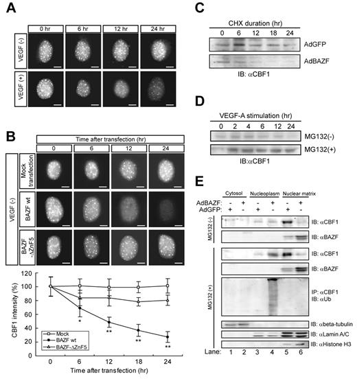 Figure 3. BAZF regulates polyubiquitination and degradation of CBF1. (A-B) Immunocytostaining of endogenous CBF1 in HUVECs with and without VEGF-A. Scale bar: 5 μm. (A) HUVECs were treated with VEGF-A for indicated hours and stained with anti-CBF1. (B) HUVECs were transfected with Mock, BAZF wild-type (WT), or BAZF-ΔZnF5. After transfection, the cells were stained with anti-CBF1. The images were acquired by ImageXpress Micro (Molecular Devices). The signal intensity of CBF1 staining in a hundred cells was measured by ImagePro Plus. Error bars show ± SD of independent triplicates (*P < .05, **P < .01). (C-D) Turnover of CBF1 in HUVECs. (C) After HUVEC were infected with AdBAZF or AdGFP, CHX was added to cell cultures at a concentration of 10μM. Cells were lysed at indicated hours post-CHX addition. Endogenous CBF1 in the chromatin-enriched nuclear matrix fraction was detected by Western blotting with an anti-CBF1 antibody. (D) HUVECs were treated with VEGF-A for indicated hours in the presence or absence of MG132. (E) Western blotting of CBF1 and BAZF in cytosol, nucleoplasm (soluble factions), and chromatin-enriched nuclear matrix (insoluble fraction) of AdBAZF or AdGFP infected HUVECs in the presence or absence of MG132. After infection and treatment of MG132, the cells were then harvested and fractionated to cytosol, nucleoplasm, and chromatin-enriched nuclear matrix fractions according to the protocol described in supplemental Methods. CBF1 and BAZF were detected by Western blotting with antibodies against each protein. Immunoprecipitation was performed using an anti-CBF1 antibody. Ubiquitinated CBF1 was detected by probing Western blots of the precipitates with an anti-ubiquitin antibody. Beta-tubulin, lamin A/C, and histone H3 were detected as fraction markers.