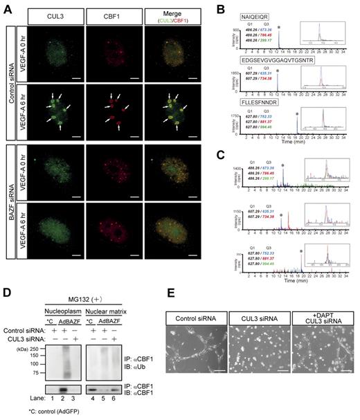 Figure 4. CUL3 mediates BAZF-induced degradation of CBF1. (A) Super-resolution imaging of colocalization of endogenous CUL3 and CBF1 on VEGF-A–induced ring structures. HUVEC were transfected with BAZF or control siRNA. After transfection and serum starvation, the cells were stimulated with VEGF-A for 6 hours. The cells were immunostained with anti-CUL3 (green) and anti-CBF1 (red) antibodies. The images were acquired by a structured illumination microscopy N-SIM (Nikon) to analyze colocalization of endogenous CUL3 and CBF1. Arrows: VEGF-A–induced ring structures including CUL3 and CBF1. Scale bar: 5 μm. (B-C) MRM analysis of CUL3 using hybrid triple quadrupole/linear ion trap mass spectrometer. (B) Representative MRM profiles of in-gel tryptic peptides from recombinant CUL3. Gel-separated CUL3 tryptic peptides in supplemental Figure 5 were subjected to MRM analysis. * indicates detected CUL3 ion peaks (enlarged view shown in the inset). MRM transitions for the targeted CUL3 peptides were as follows: NAIQEIQR (m/z 486.26→673.36, 786.45, and 299.17), EDGSEVGVGGAQVTGSNTR (m/z 607.29→635.31, and 734.38), and FLLESFNNDR (m/z 627.80→752.33, 881.37, and 994.46). (C) MRM analysis of endogenous CUL3 coimmunoprecipitated with CBF1. Tryptic digests of the immunoprecipitates were subjected to MRM analysis. * indicates Ion peaks assigned to the CUL3 peptide (an enlarged view is shown in the inset). CBF1 was also detected from immunoprecipitates by MRM analysis (data not shown). (D) Effect of CUL3 knockdown on polyubiquitination and degradation of CBF1 induced by AdBAZF infection. HUVECs were transfected with CUL3 siRNA or control siRNA. After transfection, HUVECs were infected with AdBAZF or AdGFP. And then, MG132 was added to the cell culture (50μM). The cells were harvested and fractionated into nucleoplasm and chromatin-enriched nuclear matrix fractions. Immunoprecipitation was performed using an anti-CBF1 antibody. Polyubiquitinated or nonpolyubiquitinated CBF1 was detected using anti-ubiquitin and anti-CBF1 antibodies. (E) Network formation of CUL3 knocked down HUVECs in the presence or absence of DAPT. HUVECs were transfected with CUL3 siRNA or control siRNA. The cells were seeded on the Matrigel with VEGF-A with or without DAPT. Twelve hours later, the images were acquired by a microscope. Scale bar: 20 μm.