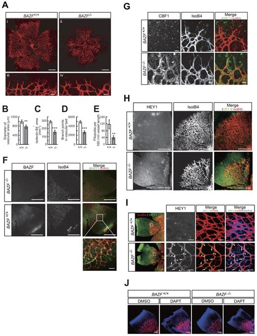 Figure 5. Up-regulation of Notch signaling and angiogenic suppression in BAZF knockout mouse retina. Littermate mice of representing 2 genotypes (BAZF+/+ and BAZF−/−) were assessed for retinal angiogenesis and Notch signaling at P5. The retinas were stained with isolectin B4, and then flat-mounted for confocal laser microscopic analysis. (A) Whole retinal vascular bed (i and ii, scale bar: 200 μm) and front (iii and iv, scale bar: 20 μm) of BAZF+/+ and BAZF−/− mice. Quantitative analyses of the diameter of the vascular area (B), isolectin B4+ area (C), branching points (D), and the number of filopodia (E) in BAZF+/+ (n = 9) and BAZF−/− (n = 3) retinas. Error bars represent ± SD (**P < .01, ***P < .001). (F) BAZF immunostaining in whole-mount retina. Both BAZF+/+ and BAZF−/− retinas were stained with isolectin B4 and anti-BAZF. Scale Bar: 500 μm (50 μm in the enlarged image). (G) CBF1 immunostaining in whole-mount retina. Retinas were stained with isolectin B4 and anti-CBF1 or normal rabbit IgG as a negative control. Scale bar: 15 μm. (H) HEY1 immunostaining in whole-mount retinal vasculature. Retinas were stained with isolectin B4 and anti-HEY1 antibody. Scale bar: 200 μm. (I) HEY1 localization in retinal vascular plexus. Nuclear localization (arrowheads) of HEY1 in stalk ECs, whereas faint signals in sprouting tip cells (arrows). Endothelia were also stained with isolectin B4. Scale bar: 20 μm. (J) Formation of hyperfused plexus by Notch signal inhibition in retinas. After administration of DMSO or DAPT (100 mg/kg) at P3 and P4, retinas were collected at P5. Retinas were stained with isolectin B4 and Hoechst33342. Images were obtained by a confocal laser microscopy. Scale bar: 200 μm.