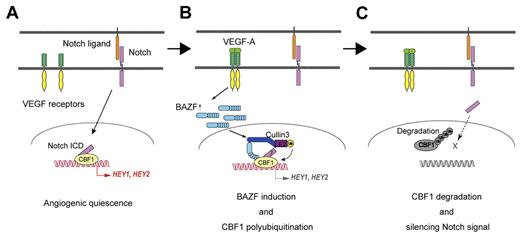 Figure 7. Model for BAZF-containing, CUL3-based E3 ligase complex as a silencer of Notch signaling for angiogenic quiescence-to-sprouting transition. (A) Degradation of CBF1 leads to silencing Notch signal and supports angiogenic sprouting. Notch signaling maintains angiogenic quiescence. Notch1 signaling is transmitted via N1ICD to CBF1. CBF1-N1ICD recruits coactivators for expression of anti-angiogenic genes. (B) BAZF-containing, CUL3-based E3 ligase complex induces CBF1 polyubiquitination. VEGF-A induces BAZF expression, and make a complex with CUL3 and CBF1 for CBF1 polyubiquitination. BAZF binding to CBF1 does not compete with N1ICD binding. However, in this step it is still unclear whether BAZF coexists with N1ICD on CBF1. (C) Degradation of polyubiquitinated CBF1. Polyubiquitinated CBF1 is released from DNA, and is degraded by proteasomes. Degradation of CBF1 leads to silencing Notch signal and supports angiogenic sprouting.