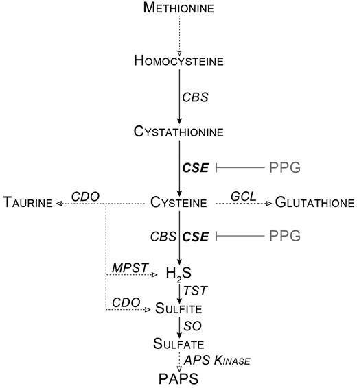 Figure 1. Simplified scheme of the cysteine metabolism. Dotted lines with empty arrows represent multistep conversions. APS Kinase indicates adenosine 5′-phosphosulfate kinase; CBS, cystathionine-β-synthase; CDO, cysteine dioxygenase; GCL, glutamate cysteine ligase; MPST, mercaptopyruvate sulfurtransferase; PAPS, 3′-phosphoadenosine 5′-phosphosulfate; SO, sulfite oxidase; and TST, thiosulfate sulfurtransferase.