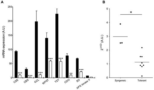 Figure 2. Reduced expression of CSE in transplant tolerance. (A) Tolerance is associated with a down-regulation of trans-sulfuration network genes. Gene regulation was assayed by microarray analysis at day 150 after transplantation in rats receiving an allogeneic kidney transplant and antidonor class II antibodies (empty bars) as the tolerizing regimen.21 Data are available on the Gene Expression Omnibus web-based data repository, under the GEO accession number GSE28474. APS Kinase indicates adenosine 5′-phosphosulfate kinase; CBS, cystathionine-β-synthase; CDO, cysteine dioxygenase; GCL, glutamate cysteine ligase; MPST, mercaptopyruvate sulfurtransferase; SO, sulfite oxidase; and TST, thiosulfate sulfurtransferase. Dara are mean ± SEM of 3 observations per group. **P < .01. ***P < .001. (B) Kidney transplants from rats receiving antidonor class II antibodies (Tolerant) and from syngeneic transplants (Syngeneic) were assayed for CSE expression by quantitative RT-PCR at day 100 after transplantation. Individual measurements are shown, and bars represent the mean value. *P < .05.