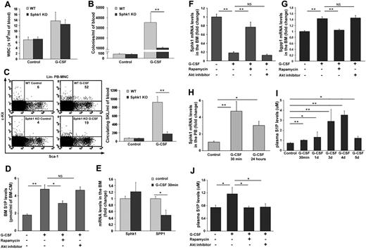 Figure 3. Dynamic changes in S1P concentrations in the BM and PB regulate G-CSF–induced mobilization. (A-C) WT and Sphk1 deficient mice were injected with PBS (control) or G-CSF (5 consecutive subcutaneous injections and evaluation 3-5 hours after the last injection). The numbers of WBCs (A), CFU-Cs (B), and primitive SKL (C). Left, representative FACS plots of Lin− PB-MNC. The numbers in the top right quadrant of each plot represent SKL cells per 1 × 106 PB-MNC.Right, total PB-MNC cell analysis per milliliter of blood are shown. (D,F,G,J) Mice were injected with PBS (control), G-CSF (5 consecutive subcutaneous injections and evaluation 3-5 hours after the last injection), G-CSF+Rapamycin (5 consecutive subcutaneous injections of both agents) or G-CSF+Akt inhibitor (5 consecutive intraperitoneal injections together with G-CSF). MS quantification of S1P levels in the BM condition medium (BM-CM; D) is shown. (E) Quantitative Real-Time PCR analysis of Sphk1 (S1P producing enzyme) and Sgpp1 (S1P degrading enzyme) mRNA levels in PBS (control) or G-CSF (single subcutaneous injection and evaluated after 30 minutes) total BM cells are presented. Quantitative Real-Time PCR analysis of Sphk1 (F) and Sgpp1 (G) mRNA levels in total BM cells are shown. (H) Quantitative Real-Time PCR analysis of Sphk1 mRNA levels in mice treated with PBS (control) or G-CSF (single subcutaneous injection and evaluated after 30 minutes or 24 hours) in PB-MNC are presented. (I) Plasma S1P ELISA levels in PBS (control) or G-CSF (single subcutaneous injection and evaluated after 30 minutes or 4 hours and 3, 4, or 5 consecutive subcutaneous injections and evaluation 3-5 hours after the last injection) are presented. (J) Plasma S1P ELISA levels are shown. Indicated values are presented as mean ± SE in 3 independent experiments, a total of 6 mice in each group (*P < .05, **P < .01).