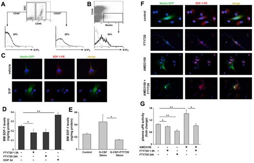 Figure 5. S1P induces SDF-1 secretion from BM Nestin+ stromal stem and progenitor cells during mobilization. (A) A representative histogram of the percentage of S1P1 positive cells within the CD45+ and CD45− populations in steady-state conditions. (B) A representative histogram of the percentage of S1P1 positive cells within the Nestin+/CD45− population in steady-state conditions. (C) Immunofluorescence staining of total BM cells from Nestin-GFP mice for SDF-1 expression on stimulation with 1μM S1P/vehicle for 1 hour. (D,G) Mice were injected with PBS or administered with glucose in the drinking water (control), injected with FTY720 (single intraperitoneal injection 1.5 hours and 24 hours before sacrifice) or administered with DOP (together with glucose for 3 days in the drinking water). (D) SDF-1 ELISA levels in BM fluids are shown. (E) SDF-1 ELISA levels in the BM fluids of PBS (control), G-CSF (single subcutaneous injection and evaluated after 30 minutes) or G-CSF+FTY720 (coinjection of subcutaneous G-CSF and intraperitoneal FTY720 and evaluated after 30 minutes) mice are presented. (F) Immunofluorescence staining of total BM cells from Nestin-GFP mice for SDF-1 expression on stimulation with PBS, 100 ng/mL AMD3100 for 1 hour, 1μM FTY720 for 1.5 hours alone or 30 minutes before AMD3100 addition. (G) The levels of uPA activity are shown. Indicated values are presented as mean ± SE in 2-3 independent experiments, a total of 4-6 mice in each group (*P < .05, **P < .01).